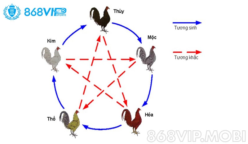 Màu mạng cho gà đá được rất nhiều anh em quan tâm tìm hiểu