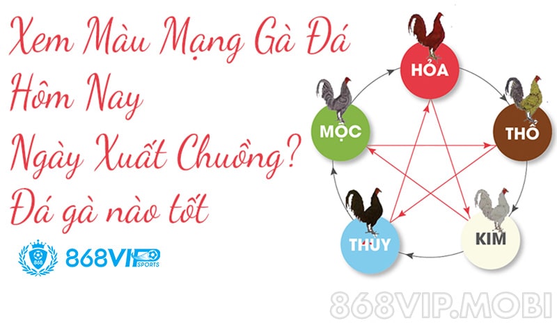 Xem màu mạng gà đá sẽ giúp nâng cao cơ hội chiến thắng