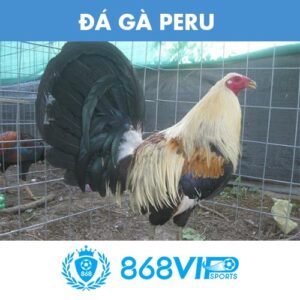 đá gà Peru tại 868VIP