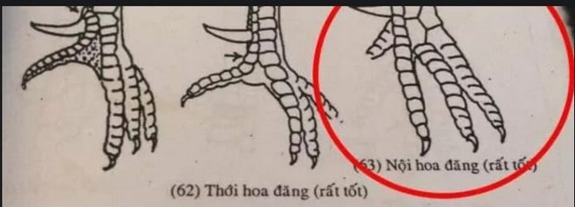 Vảy gà quý hoa đăng được coi là thần kê đánh đâu thắng đó